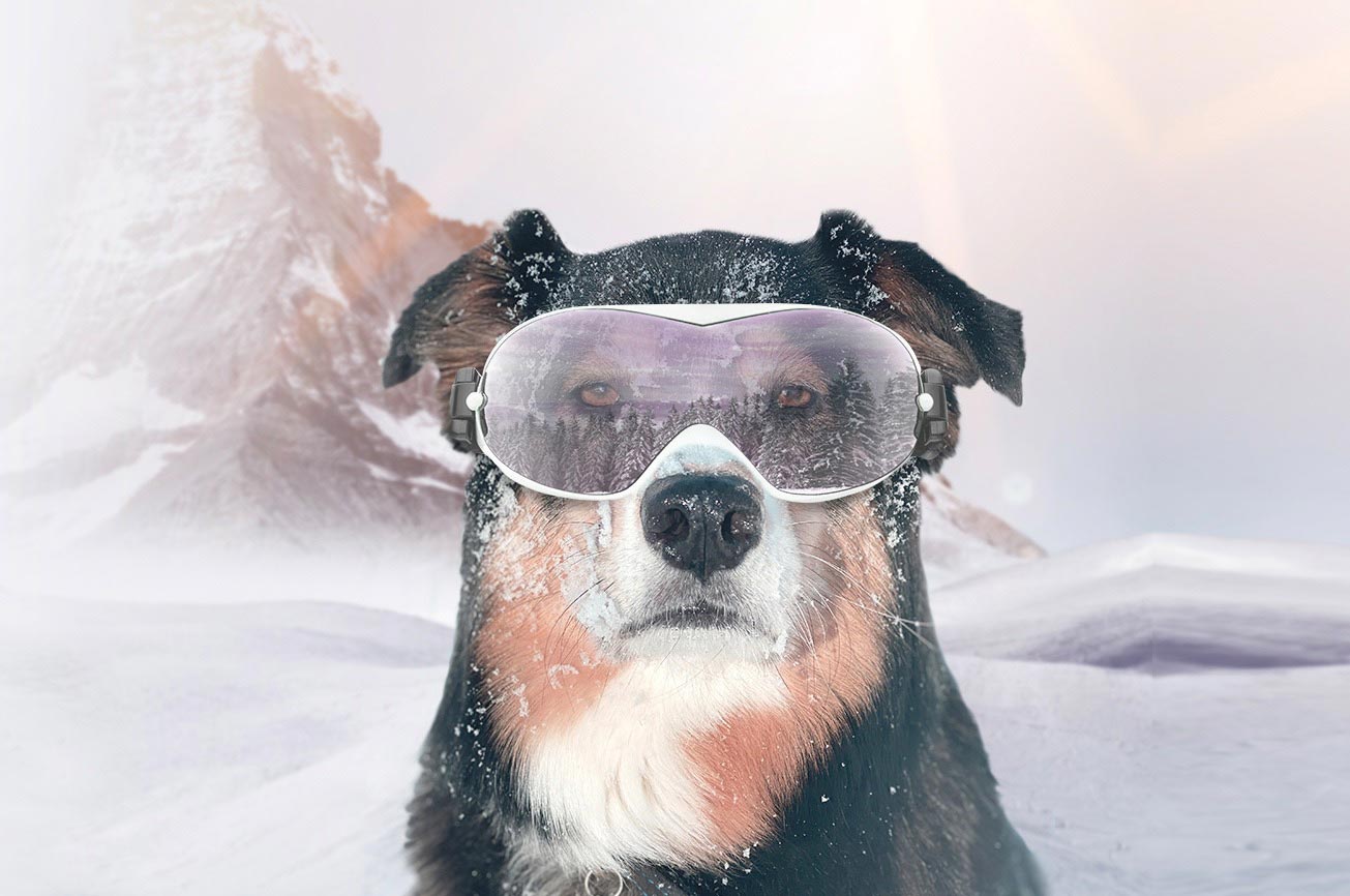 Pauly the dog wearing snow goggles in a winter landscape